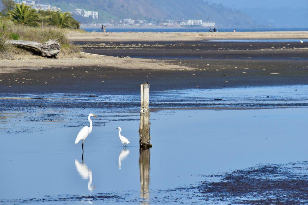 Two birds are perched in the lagoon post-fires on March 23. The lagoon is inhabited by ash and other debris from the fires.