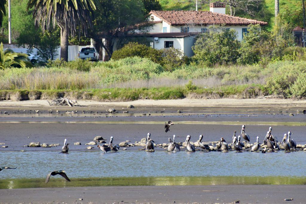 A pack of birds sunbathe in the lagoon on March 23. The brown pelican species, pictured in the photo, is an endangered bird species that relies on the lagoon.